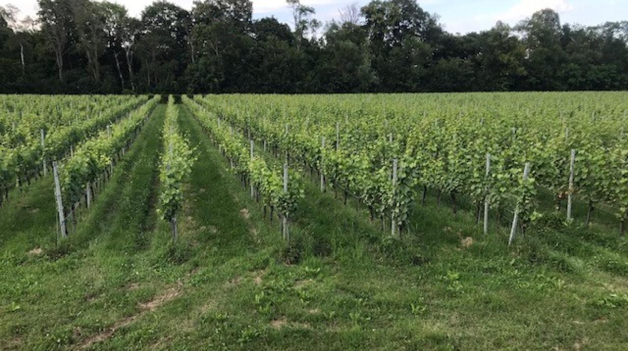 Visite du Domaine des Landions: la passion du vin